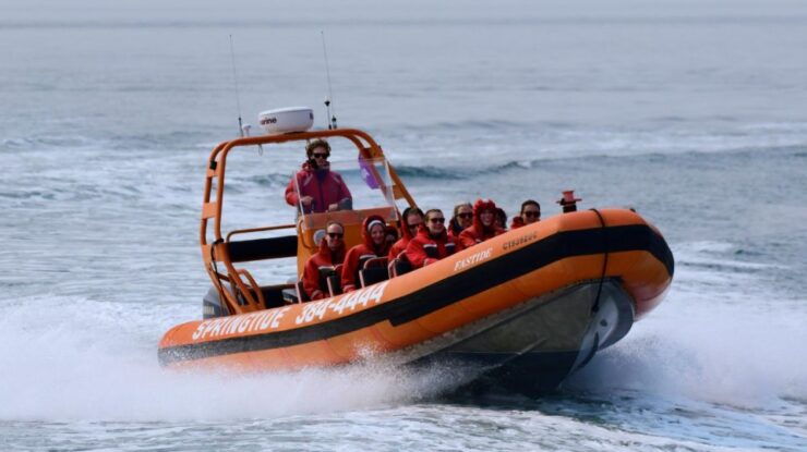 From Victoria: Whale Watching Tour by Zodiac Boat - Tour Duration and Details