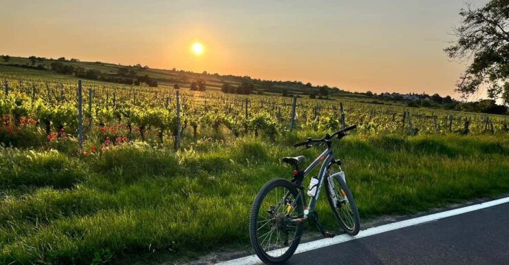 From Vienna: Burgenland Bike and Wine Tasting Tour - Experience Highlights