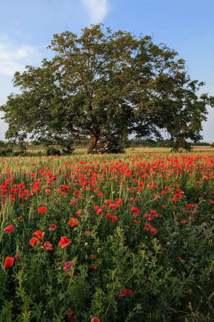 From Vienna: Burgenland Bike and Wine Tasting Tour - Participant Information