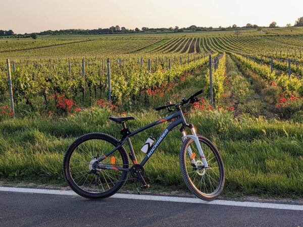 From Vienna: Burgenland Bike and Wine Tasting Tour - Cycle Through Vineyards