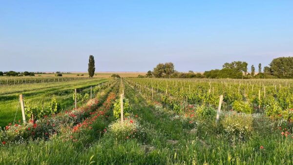 From Vienna: Burgenland Bike and Wine Tasting Tour - Explore Rust Village