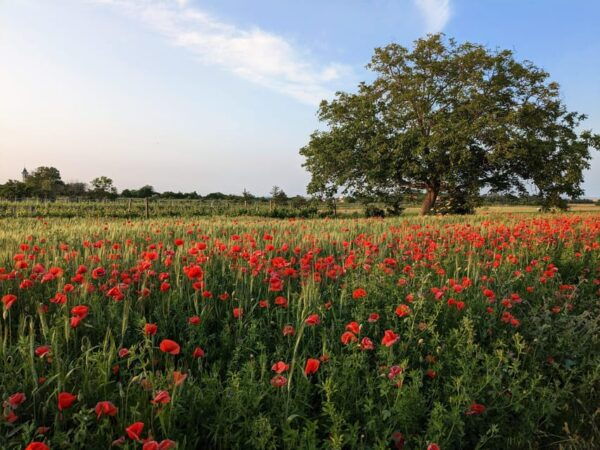 From Vienna: Burgenland Bike and Wine Tasting Tour - Frequently Asked Questions