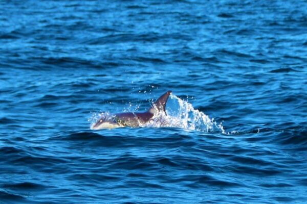From Vilamoura: 2.5-Hour Benagil Cave and Dolphins Boat Tour - The Sum Up