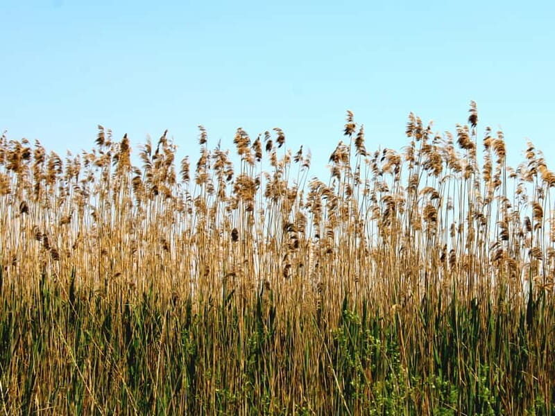 From Virpazar: Visit Karu, the hidden pearl of Lake Skadar - FAQ