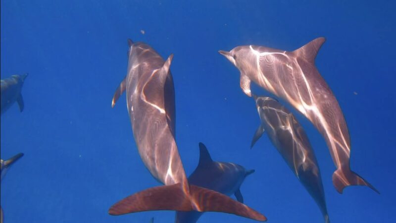 From Waikiki: Turtle Canyon Snorkeling Tour - The Sum Up