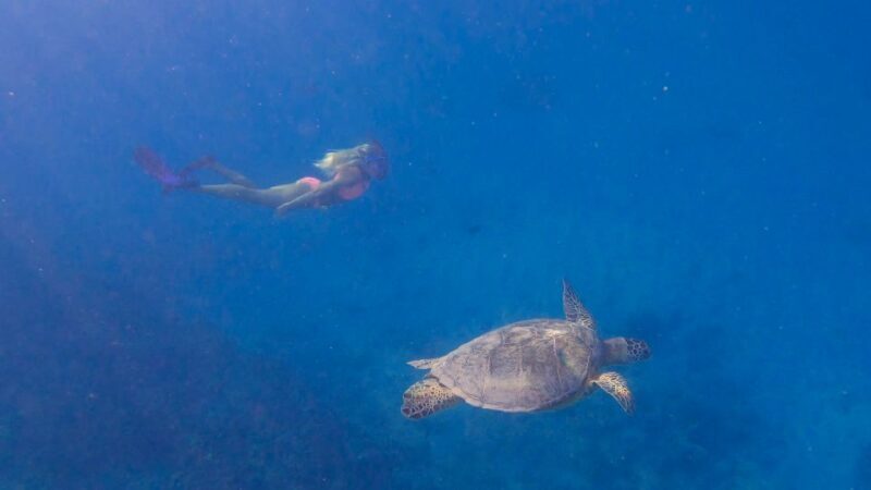 From Waikiki: Turtle Canyon Snorkeling Tour - FAQ