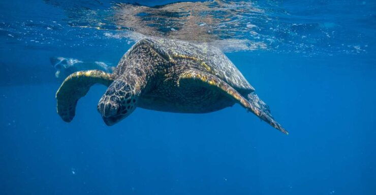 From Waikiki: Turtle Canyons Snorkeling Tour - Tour Highlights