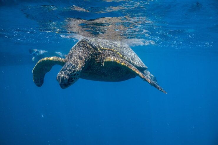 From Waikiki: Turtle Canyons Snorkeling Tour - Snorkeling Experience