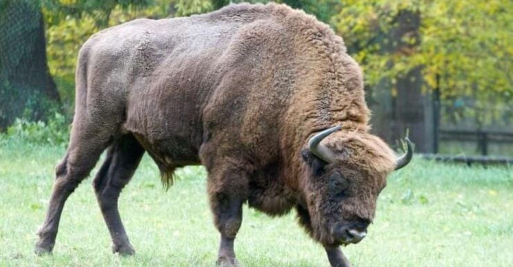 From Warsaw: Small-Group Tour to Bialowieza National Park - Tour Details