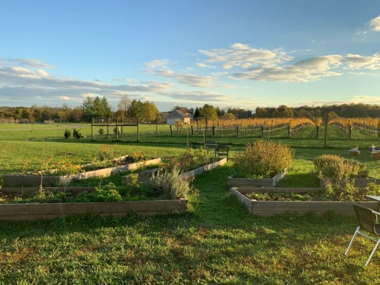 From Washington, DC: Virginia Wine Country Private Day-Trip - Experience Highlights