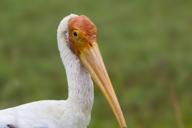 From Weerawila/Tissamaharama: Bundala National Park Safari - Spotting Migratory Birds and Local Wildlife