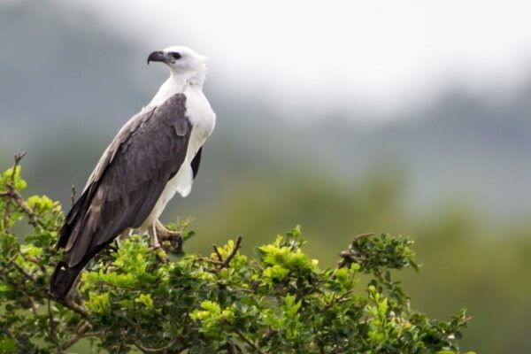 From Weerawila/Tissamaharama: Bundala National Park Safari - Common Questions