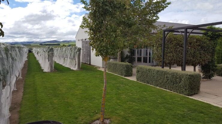 From Wellington: Half-Day Foodie Tour of the Wairarapa - Experience Highlights