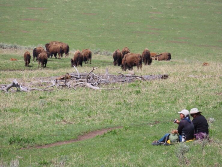 From West Yellowstone: Lamar Valley Wildlife Tour by Van - Activity Details