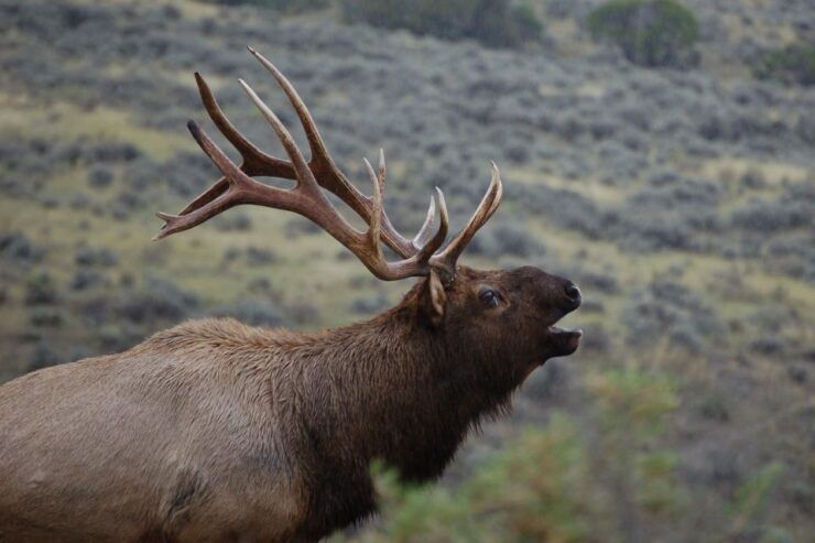 From West Yellowstone: Lamar Valley Wildlife Tour by Van - Tour Experience