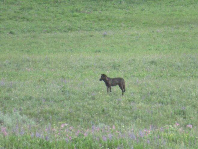 From West Yellowstone: Lamar Valley Wildlife Tour by Van - Pickup and Transportation
