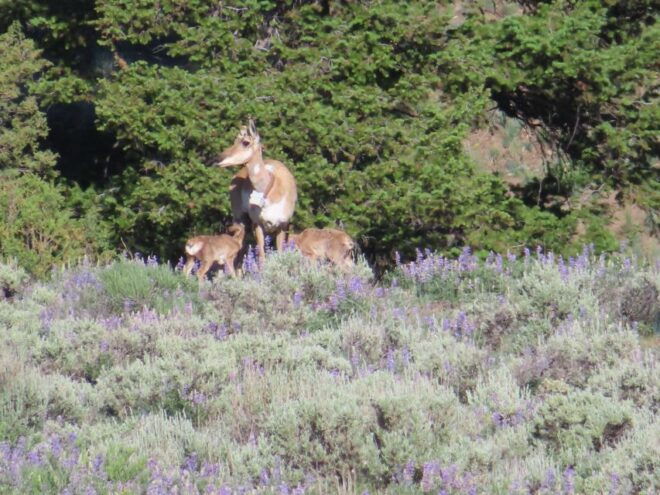 From West Yellowstone: Lamar Valley Wildlife Tour by Van - Highlights and Sightseeing