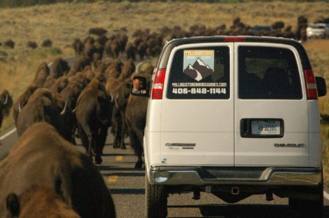 From West Yellowstone: Lamar Valley Wildlife Tour by Van - Customer Reviews