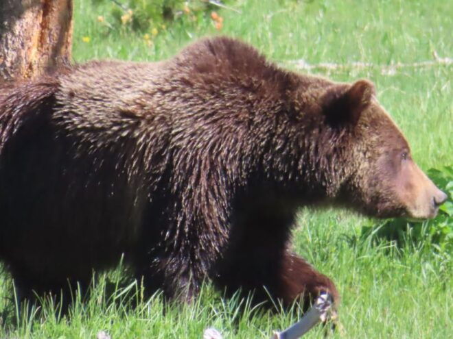 From West Yellowstone: Lower Loop Active Van Tour - Highlights