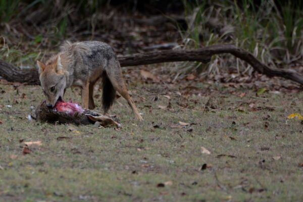 From Western Province: 2-Day Hill Country Highlights Trip - Highlights of the Trip