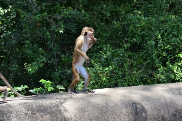 From Western Province: 2-Day Hill Country Highlights Trip - Pricing, Availability, and Booking Details