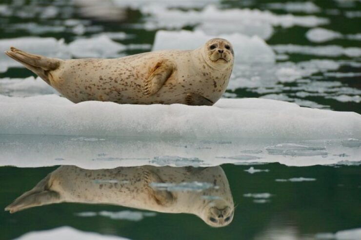 From Whittier: Glacier Quest Cruise With Onboard Lunch - Activity Details and Options