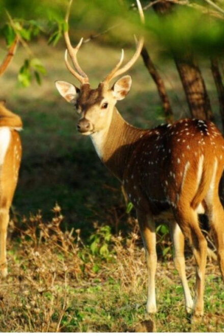 From Wilpattu: Full Day Safari at Wilpattu National Park - Park Features and Landscape