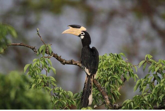 From Wilpattu: Full Day Safari at Wilpattu National Park - Safari Itinerary