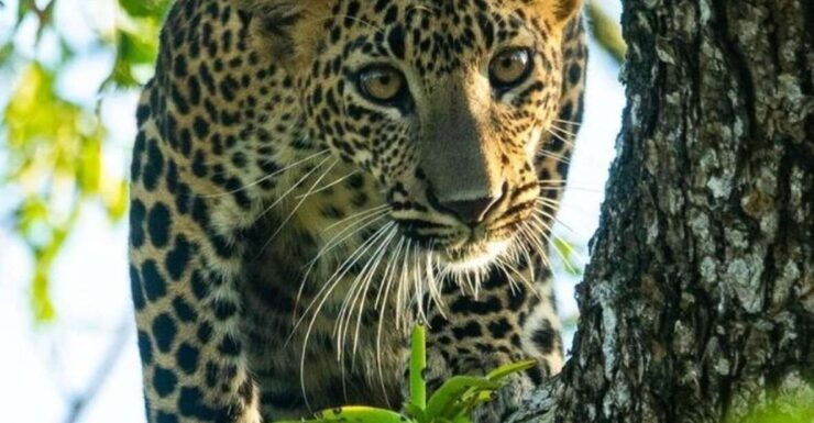 From Yala :- Yala National Park Thrilling Half-Day Safari - Highlights