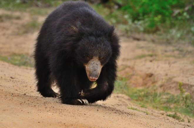 From Yala :- Yala National Park Thrilling Half-Day Safari - Full Description