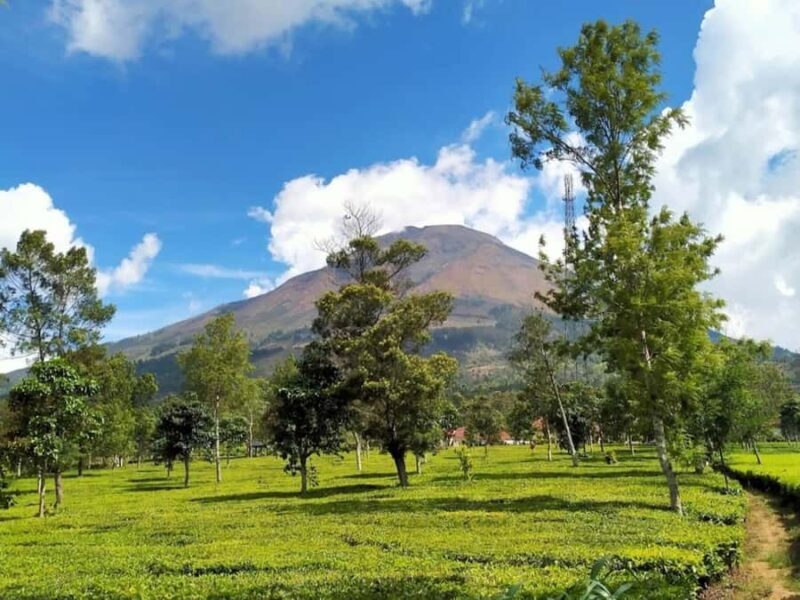 From Yogyakarta: Dieng Tour, Golden Sunrise & Tea Plantation - Introduction