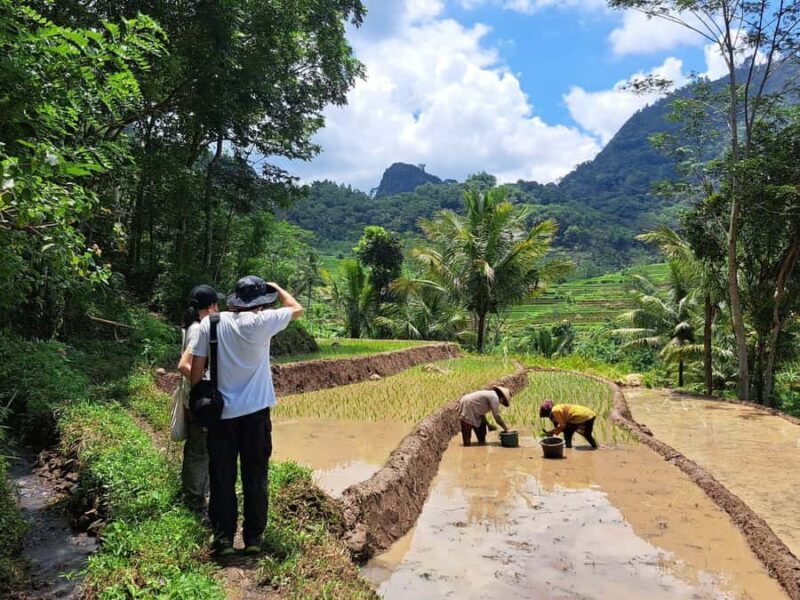 From Yogyakarta: Hidden Waterfall & Selogriyo Rice Terraces - Why This Tour Offers Great Value