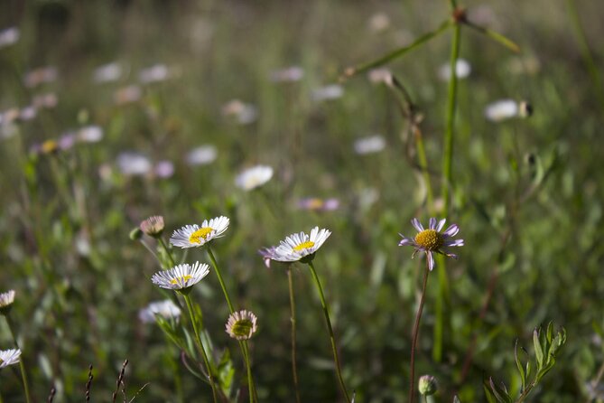 From Yogyakarta: Mount Prau Golden Sunrise Private Tour - Tour Overview