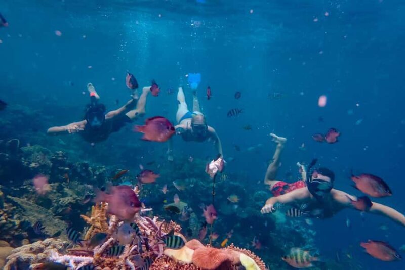 From Yogyakarta: Private 3-Day Karimunjawa Island Tour - FAQ