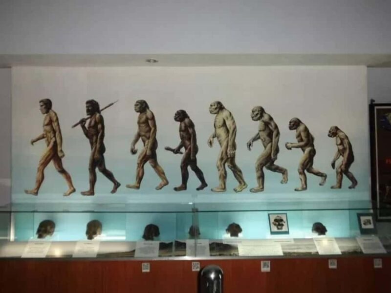 From Yogyakarta: Sangiran Museum and Early Man Site Tour - Good To Know