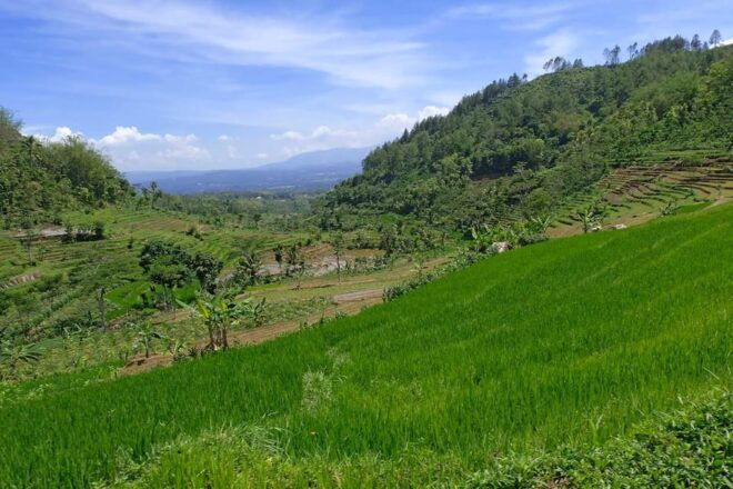 From Yogyakarta: Selogriyo Temple Trekking and Borobudur - Important Travel Information