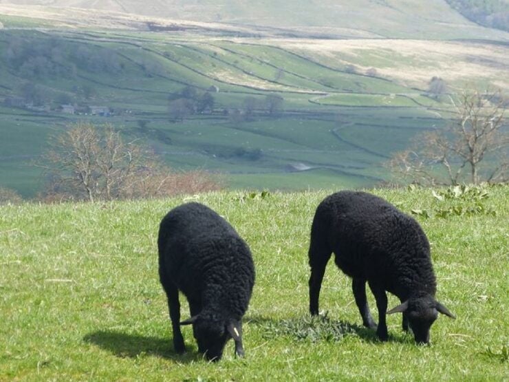 From York: Full-Day Yorkshire Dales Tour - Highlights of the Yorkshire Dales Tour