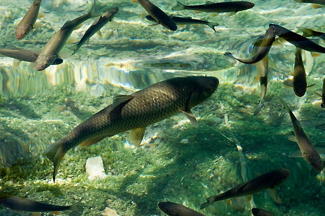 From Zadar: Full Day Private Tour to Plitvice Lakes National Park - Start Time Confirmation