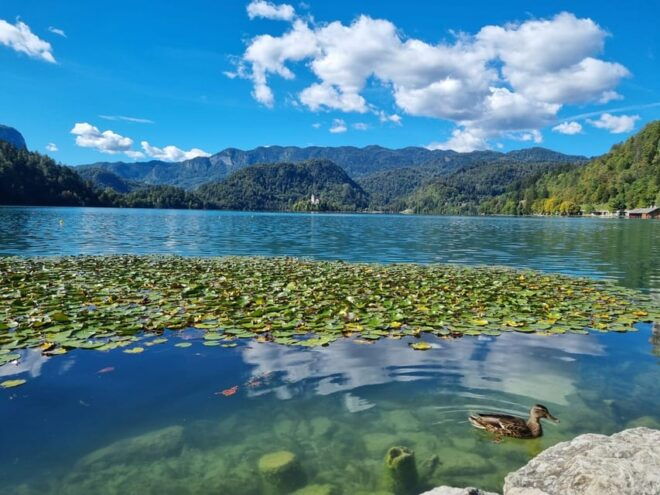 From Zagreb: Exclusive Private Day Tour to Bled & Ljubljana - Inclusions and Optional Activities