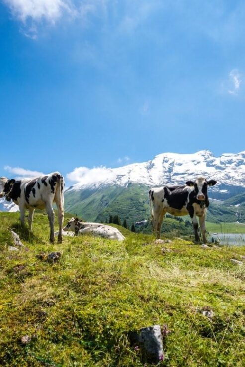 From Zurich: 2-Day Mt.Titlis Including 4-Course Dinner - Booking Information and Flexibility Options
