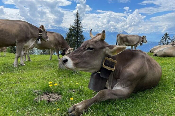 From Zürich: Guided Day Trip to Rigi and Lake Lucerne - Activity Details