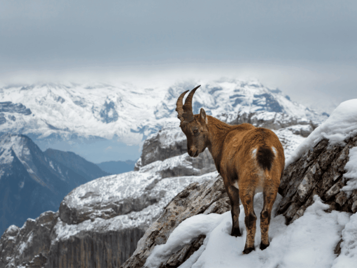 From Zurich: Pilatus & Lucerne With Cruise Private Day Trip - Pickup and Transfer