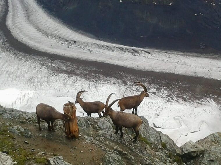 From Zürich: Small Group Tour to Zermatt and Mt. Gornergrat - Customer Reviews