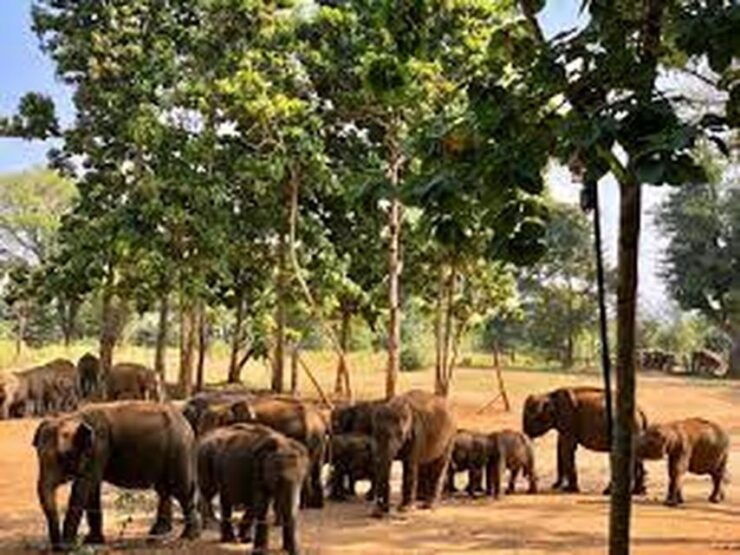 From:Galle/Mirissa Transfer to Ella With Udawalawe Safari - Transportation Details for Galle/Mirissa to Ella Transfer