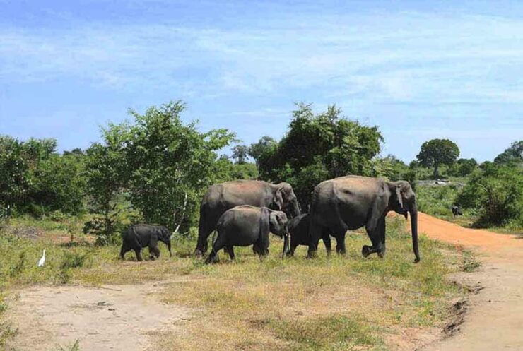 From:Galle/Mirissa Transfer to Ella With Udawalawe Safari - Udawalawe Safari Experience Overview