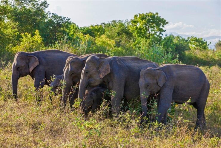 From:Galle/Mirissa Transfer to Ella With Udawalawe Safari - Good To Know