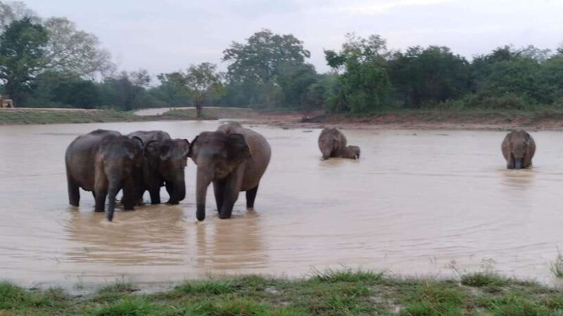 From:Mirissa/Galle/Hilkaduwa with Udawalawe safari - What to Expect on the Day