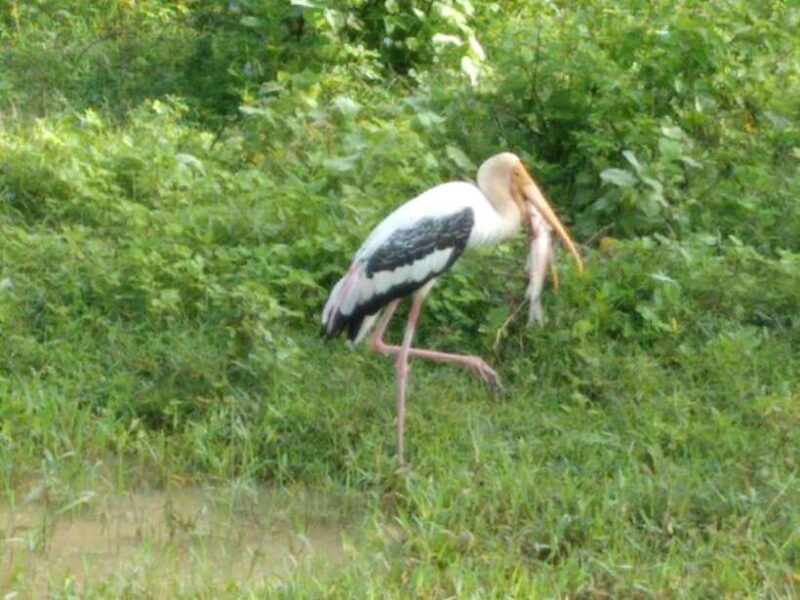 From:Mirissa/Galle/Hilkaduwa with Udawalawe safari - Final Thoughts: Is This Tour Right for You?