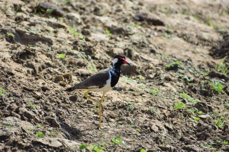 From:Mirissa/Galle/Hilkaduwa with Udawalawe safari - In Summary