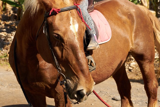Fruit Farm Horse Riding - Scenic Horseback Riding Tour